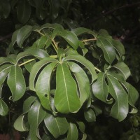 Adansonia digitata L.